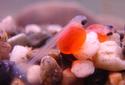 Phase 3 - Alevin &mdash; The young salmon, about an inch long, have hatched and have a yolk sac attached to them. The yolk sac is their food source.