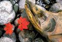 Death &mdash; Salmon die shortly after spawning. The carcasses provide food for scavengers and the nutrients released as they decay also nourish vegetative and aquatic life thus providing food back up the food chain.