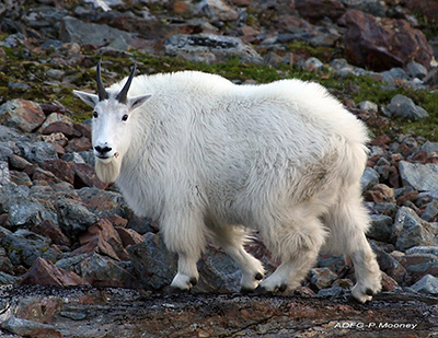 A male mountain goat  a billy Photo by Phil Mooney