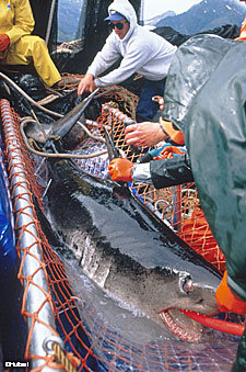 A female salmon shark is brought aboard to be weighed and measured Photo courtesy Lee Hulbert