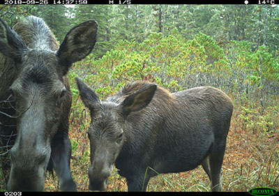 A trail camera deployed for deer research captured this picture of a cow moose and calf west of Petersburg Moose are relatively new to this area another example of an animal expanding its range in Southeast Alaska