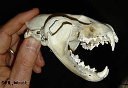 The skull of a fisher from New England Fishers are found across the Northern US and Canada but have only recently been seen in Alaska