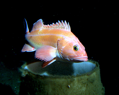 Yelloweye rockfish  the King of Hearts