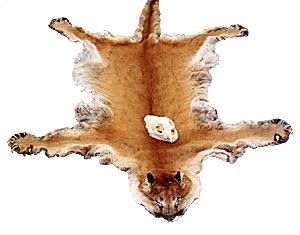 Accidental catch A Petersburg trapper caught this mountain lion in a wolf snare on Kupreanof Island in December 1998 The male cat weighed about 160 pounds and measured seven and a half feet long
