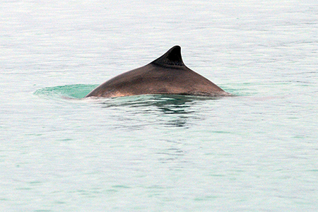 A harbor popoise breaks the surface with its characteristic sublte roll  In Southeast they are most often seen singly or in a pair sometimes in a small group of six or eight In 2022 researchers documented 160 aggregations in the Salish Sea Puget Sound and in British Columbia 31 sightings included 20 or more porpoises there were two reports of aggregations of more than 100 animals and one report of more than 200
