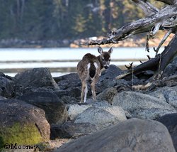 Hunters should hunters target bucks and fawns rather than does especially after the breeding season in midNovember to help protect the reproductive capacity of the population