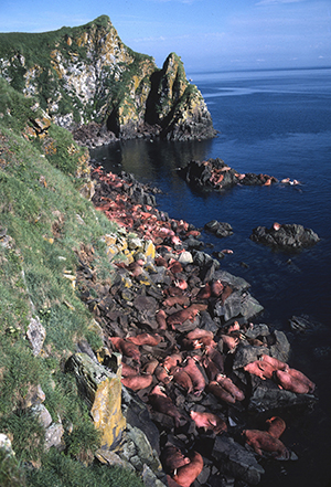 Round Island walrus ADFampG photo