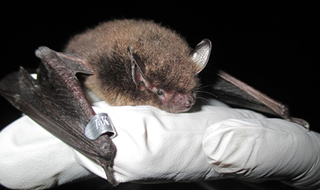 A little brown bat with a wing tag The most common and widespread bat species in north America the little brown bat is found in Southeast and north across much of the state