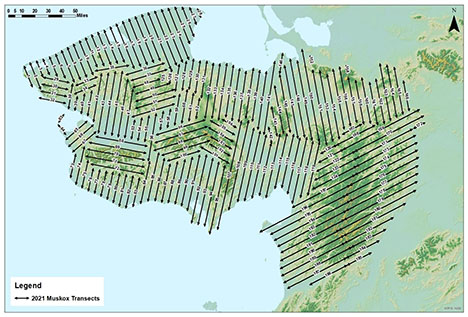 The location of aerial survey transects indicate the range of muskox in the Seward Peninsula and adjacent mainland  GMU 22A is lower right This entire area is about the size of the state of Maine