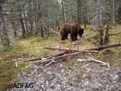 A brown bear at the same site