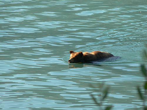 A 4yr old female bear crossing Lynn Canal near Haines Brown bears swim well and will make water crossings when dispersing as young adults Females don39t tend to go as far or swim as far swimming less than 24 km males may swim as much as 7 km Photo by Etta Meeks