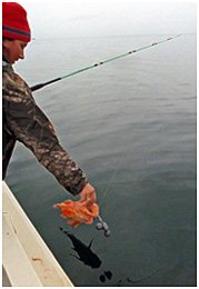 A study found that regardless of external barotrauma signs and capture depth yelloweye rockfish had remarkably high survival 98 if they were released at the depth of capture within a couple minutes of reaching the surface  Conversely the study found that only 22 of yelloweye that were released at the waters surface were able to submerge to depth