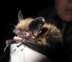 A little brown bat in Alaska In the east  some caves are ldquohibernaculardquo for tens of thousands of bats But in the west the same species donrsquot appear to hibernate in caves in large numbers A survey  in Oregon and Washington found that most caves contained no hibernating bats  Theyrsquore likely using other types of roosts  snags rock crevices tree cavities and houses In the Pacific Northwest some species of bats stay active all winter as long as there is food