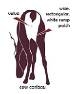 Cow from the rear