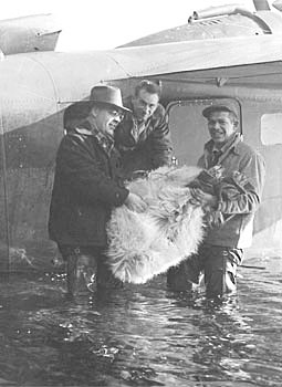 A mountain goat captured on the Kenai Peninsula  is relocated to Kodiak Island in 1952 or 1953
