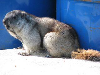 An Alaska marmot close cousin to the groundhog  also known as woodchuck Groundhogs hoary marmots and Alaska marmots are very large ground squirrels Photo by Jim Dau