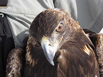 A golden eagle