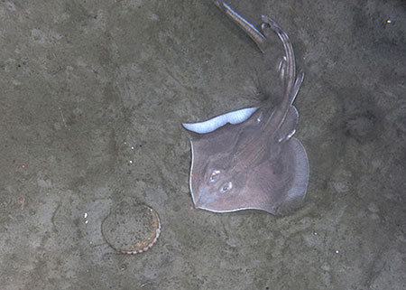 CamSled captured this image of a skate and a scallopThe field of view is about one meter