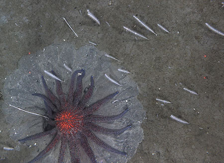 Sunflower sea stars and sea whips Sunflower sea stars and octopus are the major predators of weathervane scallops off Kodiak