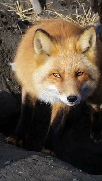 A red fox at Round Island