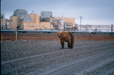 A young bear on the road in the Prudhoe Bay oilfield  The rusty hue is due to him crawling inside pipe casings as a day bed