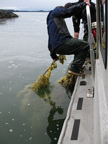 Pulling in hemlock branches after herring have deposited eggs Branches and kelp are set in spawning areas and collected later The commercial version of this is known as quotpoundquot fishery  as the kelp is impounded