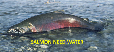 ldquoWe know just what to do We just need the river to do itrdquo hr      emAnonymous salmonem from the Mark Titus film ldquoThe Breachrdquo