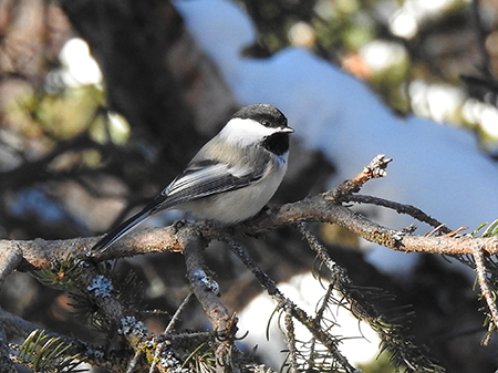 Blackcapped Chickadee photo by Tim Bowman These cavity nesting birds are fairly tame and will use nest boxes
