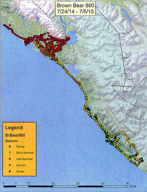 The movements of Brown Bear 860 He was collared in late June near Yakutat the red dot near the top left corner He moved south over the summer and then up to Alsek Lake top center and along the lower Alsek River  the cluster of red dots Orange dots are fall movements and the yellow dats superimposed are his movements along the same route the following summer Lituya Bay is on the lower right southwest of Mount Crillon