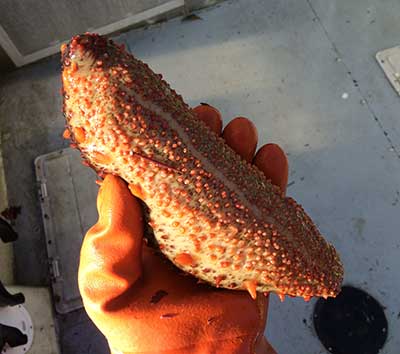 A fresh sea cucumber California or northern sea cucumbers are found on the sea floor and spend their time getting nutrients from the mud they ldquolickrdquo up with their tentacles  All photos by Scott Walker