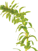 emFigure 4 Detail of Elodea stemem