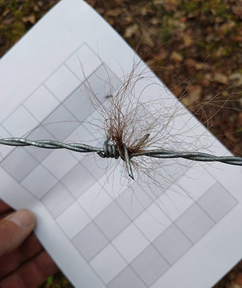 Bear hair on a barb