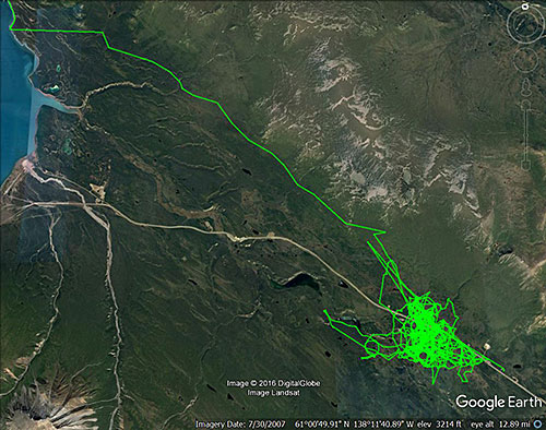 The travels of the quotKenny Lakequot lynx between January and March 2016 His home range is bisected by the Alaska Highway the yellow line running about 15 miles from the right corner to the edge of Kluane Lake on the left The GPS device in his collar tagged a point every 30 minutes He spent most of the winter in an area about three miles by one and a half miles  the green scribbles  then headed east  the straight green line Courtesy Allyson Menzies