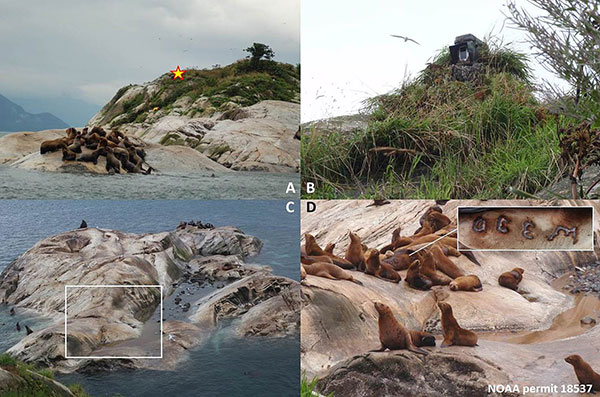 These images show the timelapse camera installed at South Marble Island  A The gold star indicates the location of the camera overlooking the haulout in the foreground B The camera was camouflaged using a combination of paint netting and local vegetation C The elevated vantage point means that the camera captures the entirety of the haulout  D  We can use images captured by this camera to identify permanently marked Steller sea lions such as W330 which was marked at White Sisters in 2005 and is visible nursing a yearling in this photo taken while installing the timelapse camera   The area captured in image D is approximated by the white box in image C