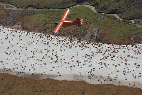 The ADFampG beaver flies over the western Arctic Caribou Herd Photo by Geoff Carroll