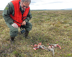 State wildlife biologist Neil Barten investigates a kill site  a calf from the Mulchatna herd Photo by Nick Demma