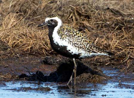 Pacific golden plover Jim Dau photo