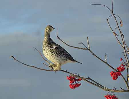 A sharptailed grouse Photo by Nate Pamperin
