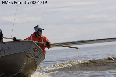 A marine mammal biologist with a  biopsy pole preparing to take a pencilerasersize skin sample from a beluga Courtesy Lori Quakenbush Arctic Marine Mammal Program NMFS Permit 7821719
