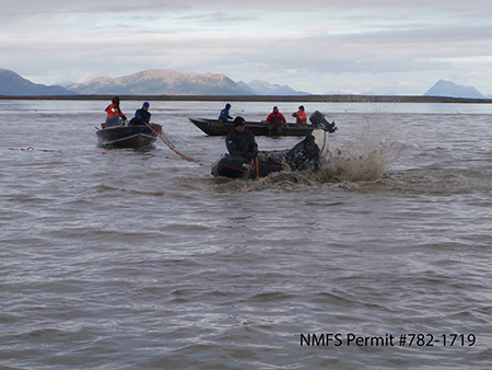 The capture team at work in Bristol Bay A beluga has been netted and the crew moves in to put a sling under the animal  Courtesy Lori Quakenbush Arctic Marine Mammal Program NMFS Permit 7821719