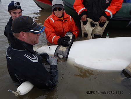 A beluga gets a hearing test  The electrodes attached to the whale39s skin with suction cups measure electrical impulses generated by the whale39s brain waves as the belga hears a tone Courtesy Lori Quakenbush Arctic Marine Mammal Program NMFS Permit 7821719