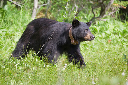 An adult female black bear wearing satellite GPS collar  The collar collects a GPS location every five hours and transmits locations to a satellite every two days  The collar is programmed to drop off after  three years Photo courtesy USFSADFG Prince William Sound Black Bear Study
