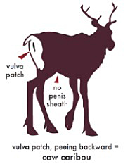 Cow from the side