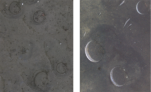 Scallops on the left have settled into the sediment the outline of their shells can be seen in the divots on the right they are up on the edge and opened and feeding  CamSled photosADFampG