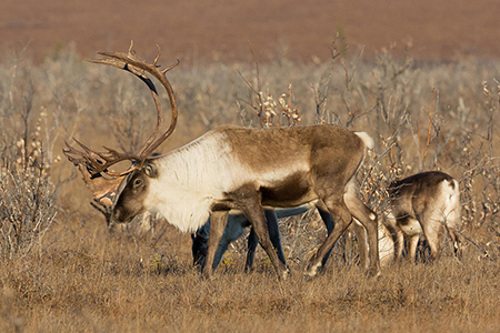 In 2018 hunters from around the state helped the department collect samples from more than 330 Dallrsquos sheep 110 mountain goats 100 caribou and 100 moose