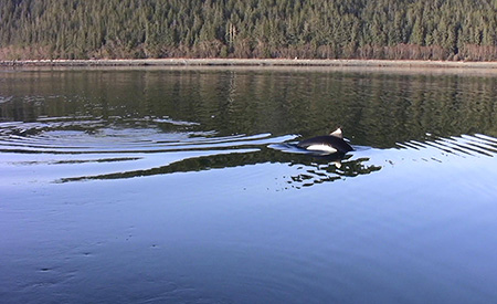 A Dall39s porpoise surfaces twice leaving a ring or ripple  the disturbance behind the blackandwhite porpoise is the fluke print Note the fluke print in the center of the killer whale photo above as well A biologist could collect a sample of water from that spot for eDNA