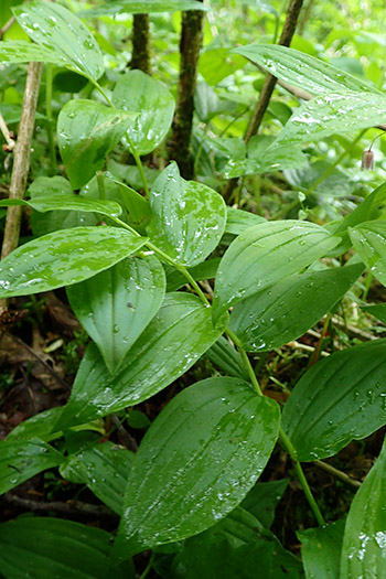 Twisted stalk