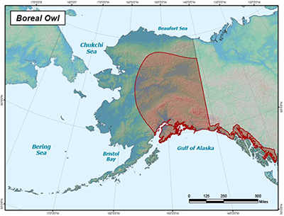 The boreal owl is found throughout the forested areas of the Interior upper Kobuk valley Kodiak Island and western Southcentral including Prince William Sound out to the Alaska Peninsula as far as King Salmon It is occasionally found in Southeast Alaska The owl is a local resident and does not migrate although there may be food induced movements in winter known as irruptions