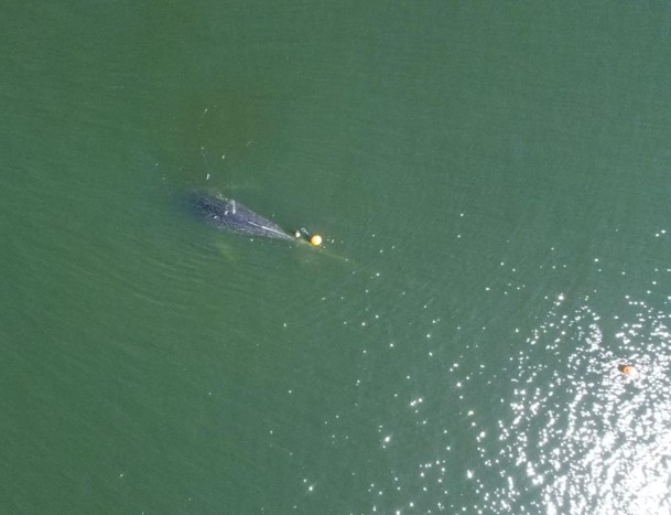 Uncrewed aircraft drone photo taken to assess the entanglement Credit Alaska Department of Fish and GameMichelle Dutro NOAA Fisheries Permit  24359