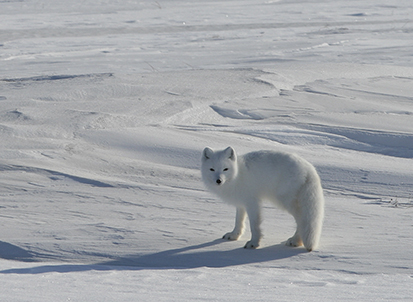 An arctic fox in winter Between October 2020 and May of 2021 the state virology lab confirmed rabies in about 15 animals mostly red and arctic foxes but also including two dogs and an otter ADFampG photo